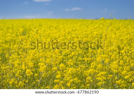 Gentle morning in the rapeseed fields. Symbolic colors yellow-blue like the flag of the country Ukraine, golden and heavenly.