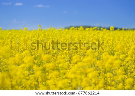 Gentle morning in the rapeseed fields. Symbolic colors yellow-blue like the flag of the country Ukraine, golden and heavenly.