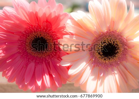 Two gerbers. Beautiful pink flowers isolated on white background.