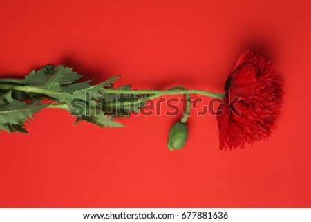 The red flower of poppy on the red flat. The lonely poppy flower.