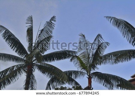 Coconut tree in blue sky.