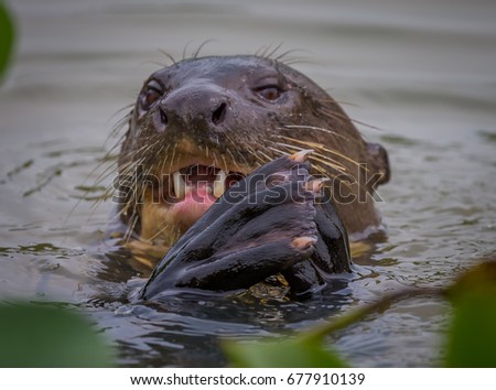 Giant River Otter eating a freshly caught fish