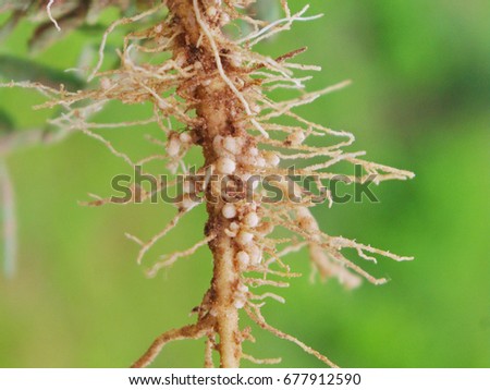 Bacteria nodules of roots fix nitrogen for pea plants. Royalty-Free Stock Photo #677912590