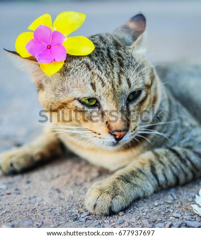 A beauty cat have flower on her ears. 