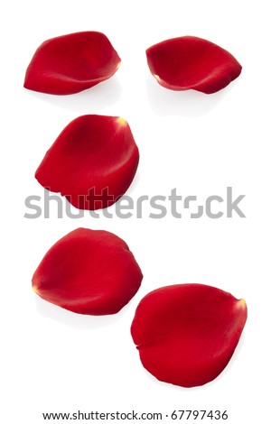 Red rose petals isolated on white, clipping path included Royalty-Free Stock Photo #67797436
