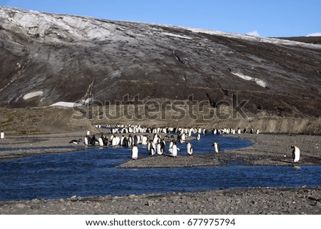 Fortuna Bay South Georgia Islands, king penguins by stream with glacier in background