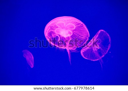 Moon jellyfish (Aurelia aurita) in an aquarium.