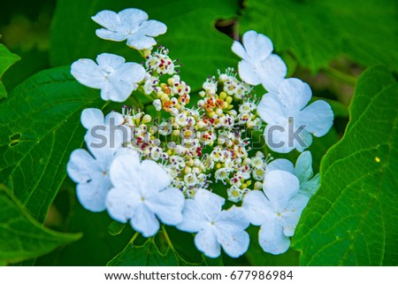 white flowers, inflorescences of white Viburnum flowers on the tree, Viburnum. in the garden