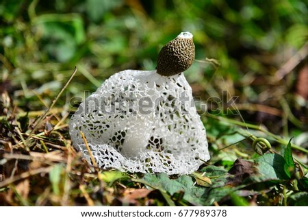 Tropical Stinkhorn mushroom, Phallus indusiatus, with is conical bell-shaped cap, Caribbean, Panama, Central America,Asia Royalty-Free Stock Photo #677989378