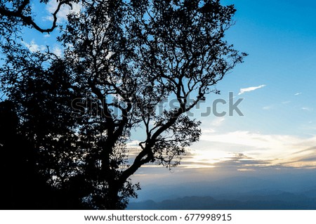 A beautiful sunset with forest view