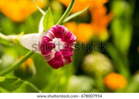 Blooming flower with white pink petals on a bright colored background. Macro.