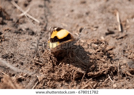 Yellow pansy butterfly on dung