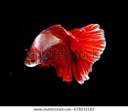 Red dragon siamese fighting fish, betta fish isolated on black backgroundv