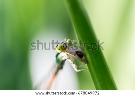Dragonfly on Grass