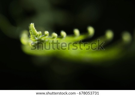 Curled leaf