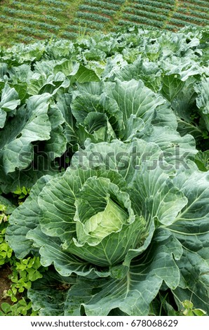 cabbage field at northern part of thailand