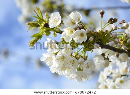 Beautiful  white  spring bloom ?herry flower  on blue sky background.  
