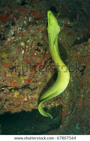 Green Moray Eel swimming on a artificial reef picture taken in south east Florida.