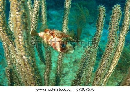 Balloonfish hovering in  a sea rod, picture takne in Boca Raton, Florida.