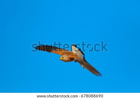Flying Lesser Kestrel. Blue sky background.
Lesser Kestrel / Falco naumanni