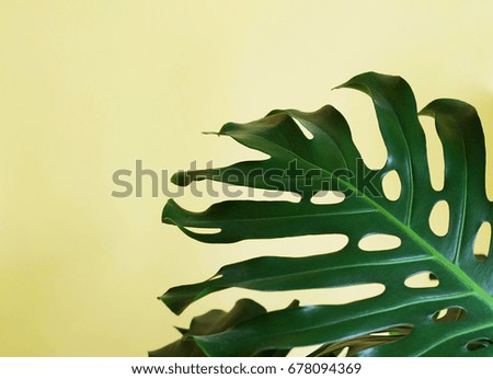 Leaf monstera on a yellow background. Abstraction. Background