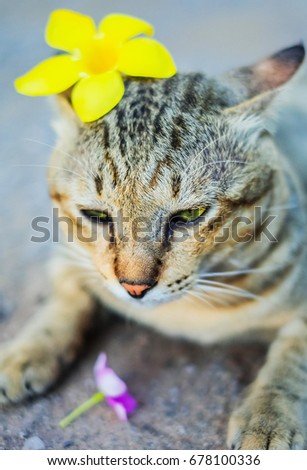 A pretty cat have flower on her ears.brown cat sitting on the floor. 