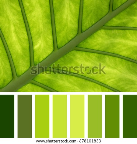 Closeup showing the veins and structure of the underside of an Elephant Ear leaf.  In a colour palette with complimentary colour swatches.