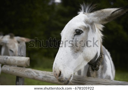 White donkey puppy