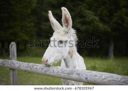 White donkey puppy
