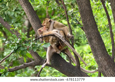 Brown monkey are teasing on tree.