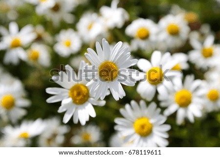 Daisies in the field, summer, flowers