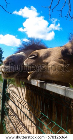 Happy camels 