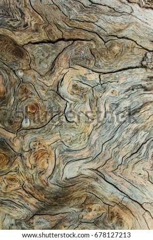 Beautiful wood texture. The natural texture. Organic texture. Natural background
 Royalty-Free Stock Photo #678127213