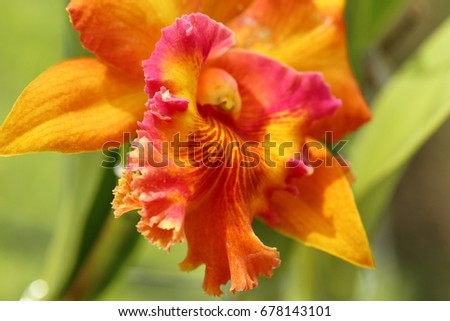 The beautiful flower is cattleya, hybrid colorful cattleya in orchids farm Thailand. Selective focus and toned image.