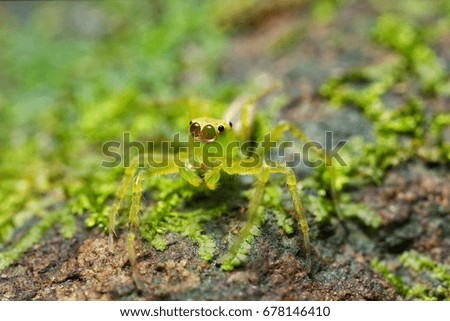 Extreme macro shot of green jumping spider in wild. Jumping spider is very small. Jumping spider on the rock. Selective focus.