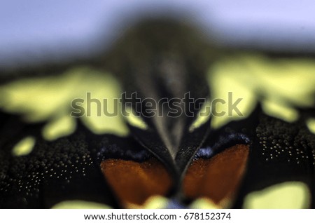 Wings of butterflies at high magnification, Natural texture and background, Macro close up
