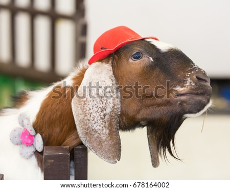 goat wear red hat