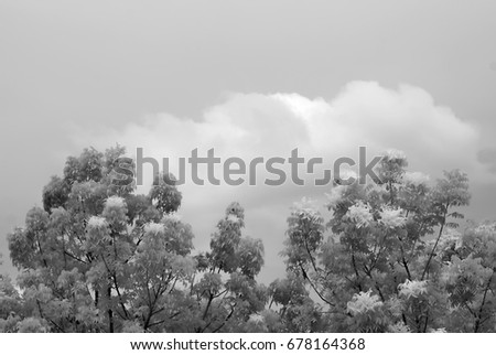 Infrared photos, trees, clouds, sky, clouds in the park