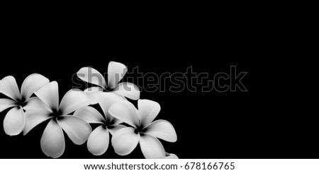 White flower, Close up petal of white Plumeria flower or white flower isolated use for web design and white flower background