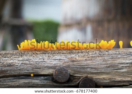 yellow mushroom on old wooden