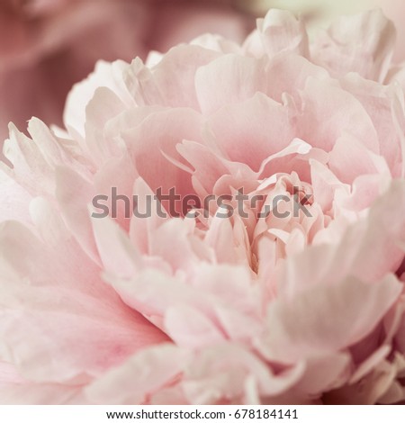 Closeup of pink peony flowers in soft blur style. Shallow depth of field.