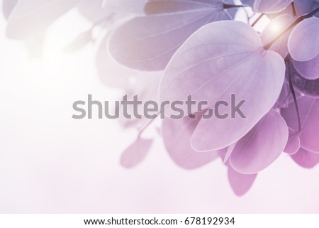 Abstract green leave, art of nature, pink purple color background.