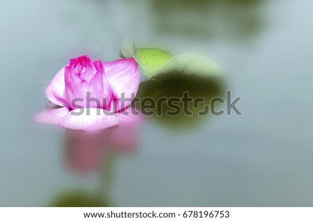 The bud of a lotus flower