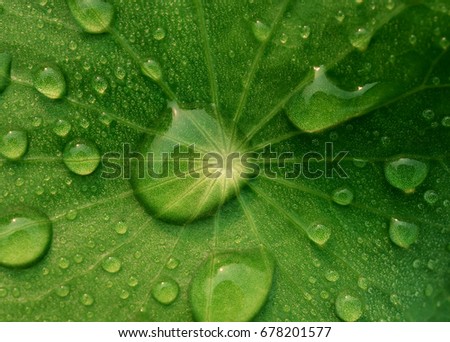 Close-up and top view image of dew on Centella asiatica leaf (Asiatic leaf, Asiatic pennywort or Indian pennywort). It is used as a culinary vegetable and as medicinal herb. Royalty-Free Stock Photo #678201577