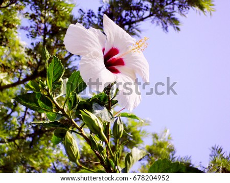 Plant with white flower called Hibiscus