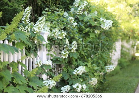 Beautiful garden on white picket fence
