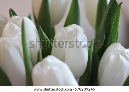 Beautiful white tulips close up photo
