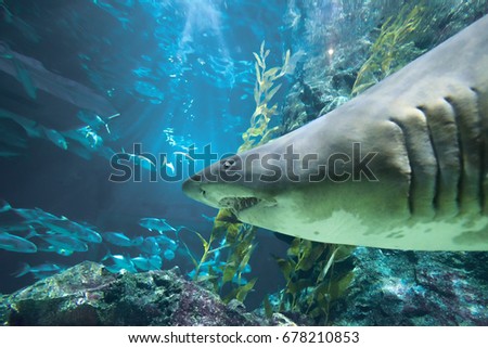 white shark underwater 