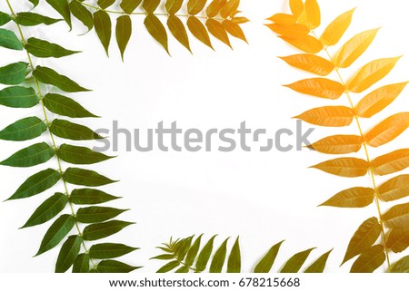 Green leaf branches on white background. flat lay, top view. Sun Flare
