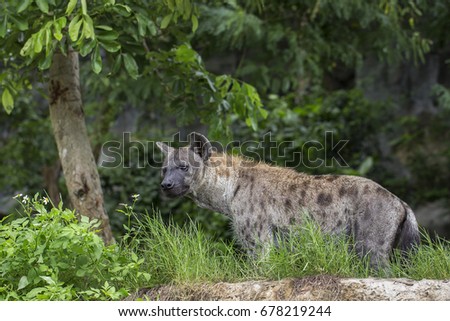 hyena life time in nature 